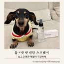 더케어벳 | 리뷰템, 애견 데일리 구강케어 “유어벳 펫 덴탈스프레이” [닥스훈트노령견 내돈내산 찐 후기]