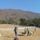 무등산양떼목장 이미지