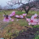 앵남1 네이버블로그