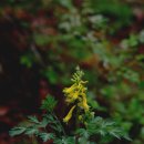 잣나무약수터 이미지