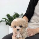 퍼피메이트 안심분양센터 동탄 강아지분양 이미지