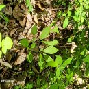 소백산계곡펜션민박 이미지