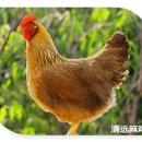 광동성반점 이미지
