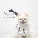 원 반려동물 미용실 네이버블로그
