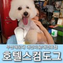 호텔스컴도그 화명점 | 부산애견미용 잘하는곳 해운대 호텔스컴도그 비숑 미용 후기