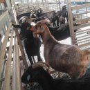 번암농장 이미지