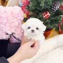 해피엘앤비생활에너지 | 말티즈분양 가격 성격 신중한 결정 후기