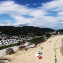 바다소나무 이미지