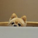 댕편한세상 이미지