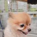 도그리치 이미지