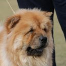 차우차우