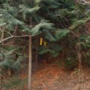 애니피아 | 땅끝기맥 제2구간(덕룡임도.덕룡터널~노룡재~국사봉~가음치)