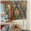 케이독 ST 이미지