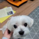 멍상궁 네이버블로그