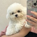 케이나인코리아(K9 KOREA) | K9코리아 강아지샴푸 사용후기/미니비숑 목욕시키기🫧