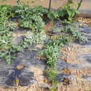 여우목로 이미지