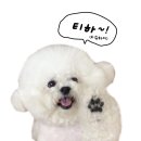 그루밍도그 이미지
