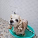 중문햇빛펜션 네이버블로그