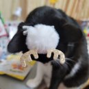 꼬맹이그루밍 이미지