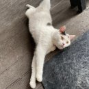 묵리제1소교량 | [용인/바베큐]계곡 바베큐 묵리숲 내돈내산 후기