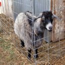 엉클농장 이미지