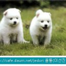 종합동물병원(출장진료 전문) 이미지