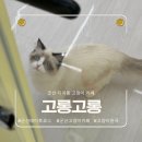 고롱고롱 이미지