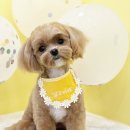 조아펫살롱 이미지