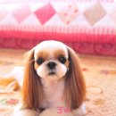 해리애견 이미지