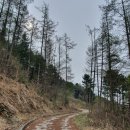 춘천시동산면원창보건진료소 | [춘천] 금병산, 앵초군락지를 찾아서^^