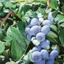 박인규농장 이미지