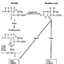 penicllin structure and allergic reaction 이미지