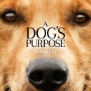 영화 [베일리 어게인] 줄거리 결말 : A Dog&#39;s Purpose 2017