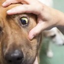 마이펫종합동물병원 이미지