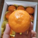 제주브릭스 | 온브릭스 카라향 제주 효돈농협 2kg 특품 후기 추천인 아이디