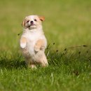 도그다움 이미지