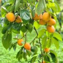 대봉사슴 이미지