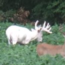 (주)알비노 이미지