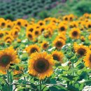 호호한의원 이미지