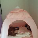 올펫 동물병원 | 집이생기다