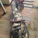 ~~~조황정보 ~~~ 이미지