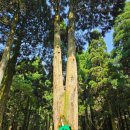 치유의 바람 | [10월 제주한달살이] 서귀포 아이랑 가볼 만한 곳 &#39;서귀포 치유의 숲&#39; 방문 후기