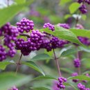 싱그러운청도로(가을) 이미지