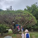 숲놀이(6/4주;생태목공(미장작업),도롱뇽.올챙이.메뚜기.달팽이 관찰, 이야기할머니,줄자 길이재기, 술래잡기,번데기 관찰, 몸짓놀이) 이미지