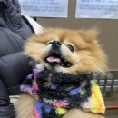 구피 애견 | 강아지 겨울 패딩 후기 눈밭에서도 안 추웠던 감자와 몽키의 산책 이야기