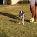 블루켄넬 이미지