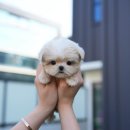 뽀송강아지 이미지