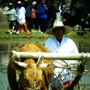 사암2리 이미지