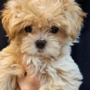 바오도그 이미지