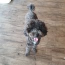 라운지 도그 이미지